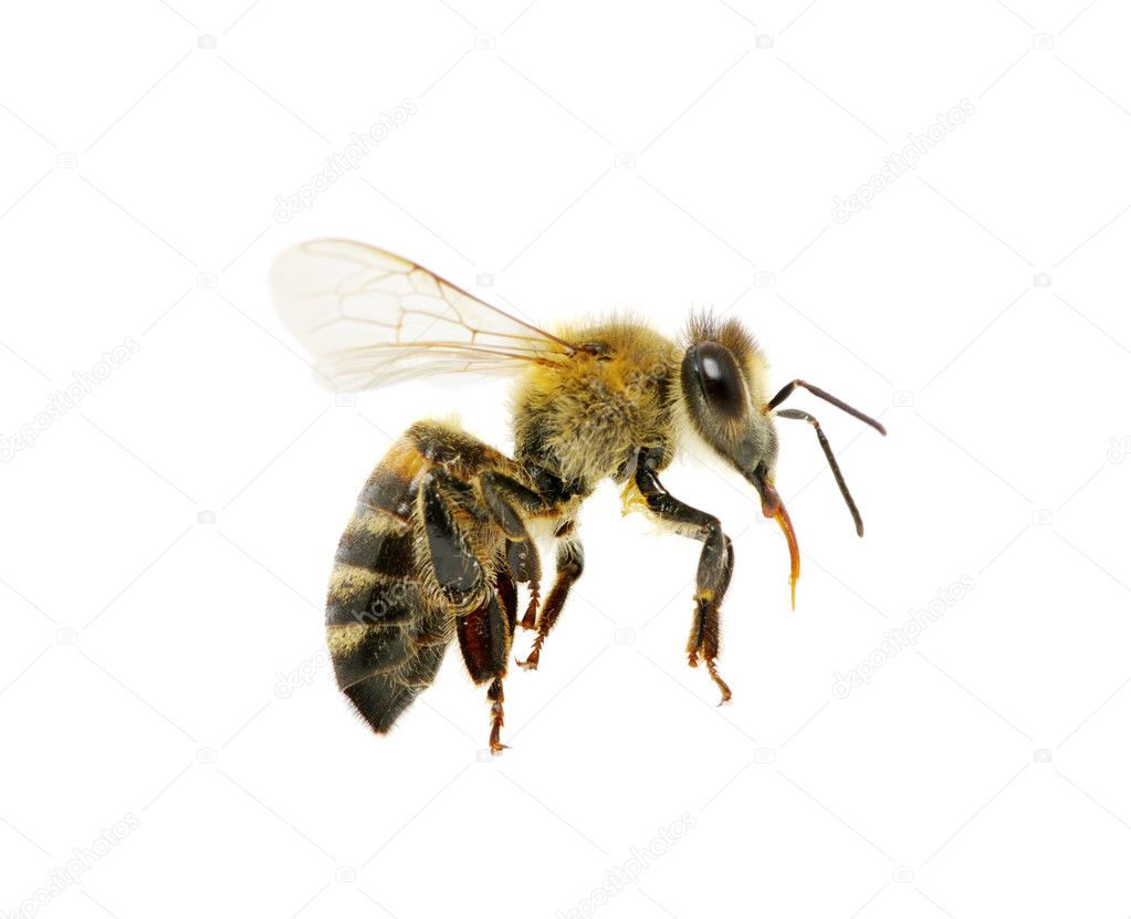 Bee in flying on white