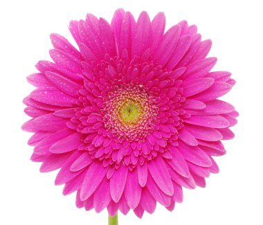 güzel gerbera