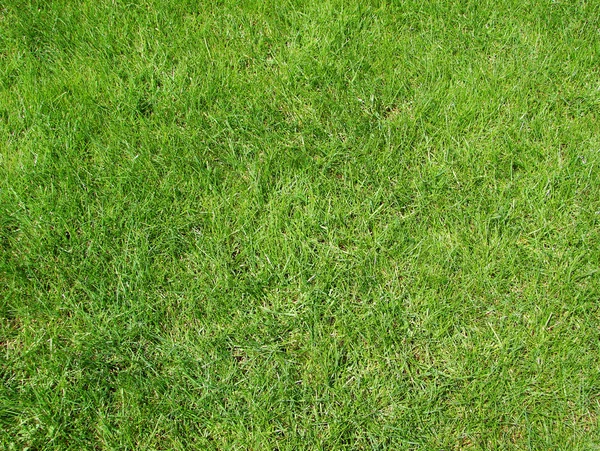 芝生の背景 — ストック写真