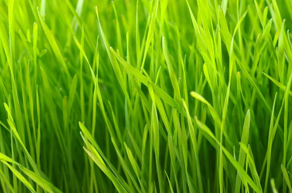 Lawn background — Stock Photo, Image