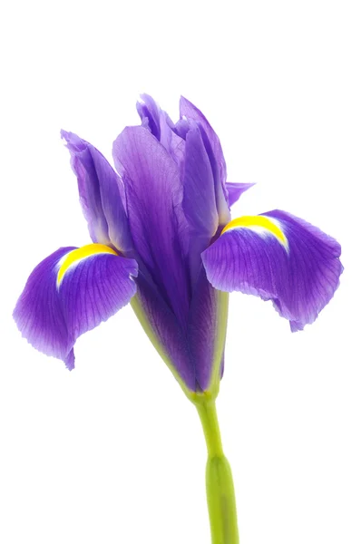 stock image Iris on the white