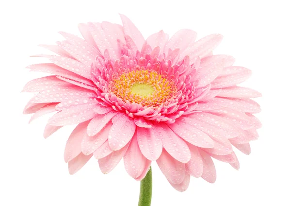 Różowy Gerbera — Zdjęcie stockowe