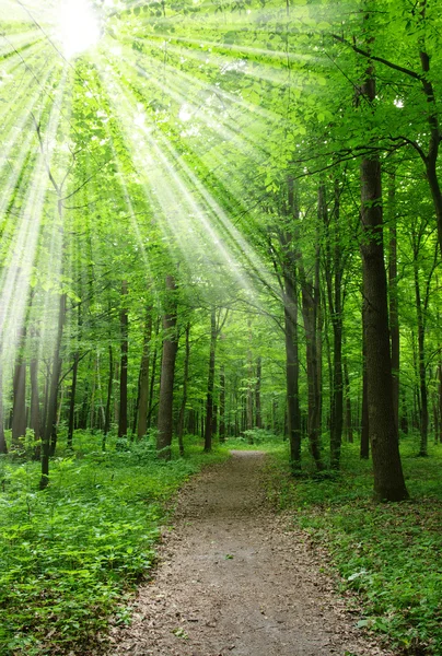 Lumina soarelui forestier — Fotografie, imagine de stoc