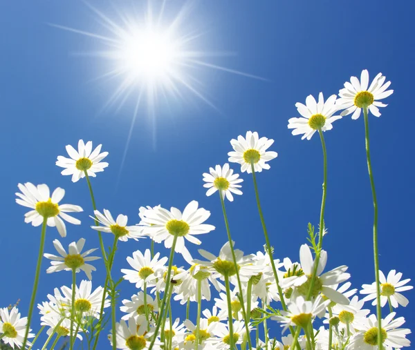 stock image White daisies