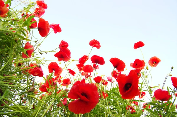 Stock image Red poppies