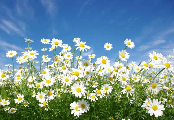 White daisies — Stock Photo, Image