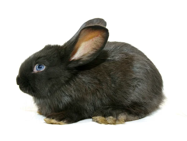 Zwarte konijn — Stockfoto