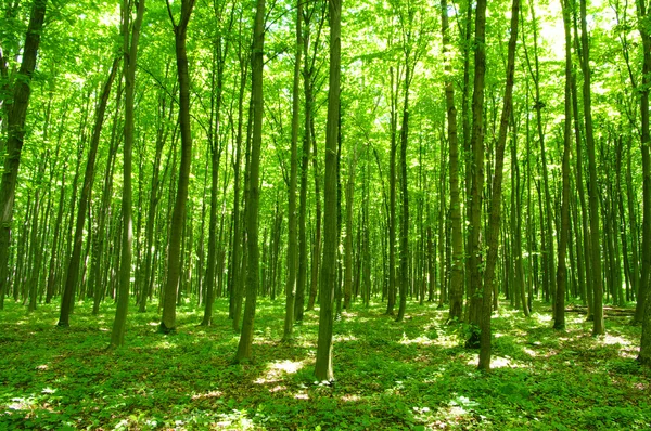 Zielony las Obrazek Stockowy