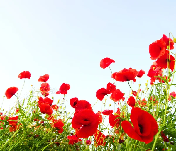 Red poppies Stock Image