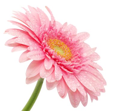 pembe gerbera