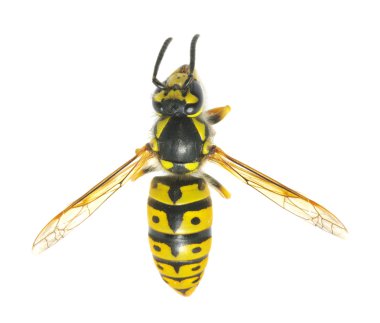 Wasp on white clipart