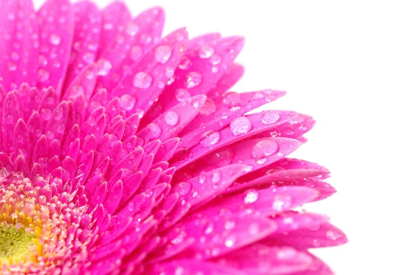 美丽的非洲菊 — 图库照片