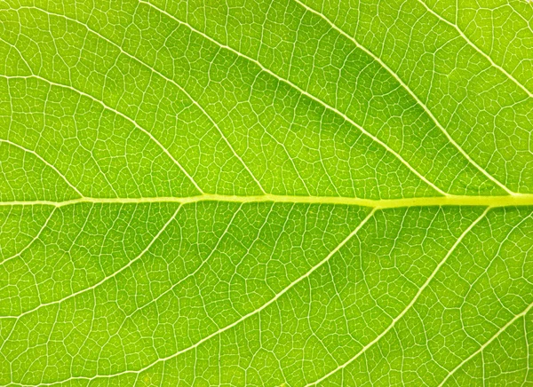 Texture delle foglie — Foto Stock