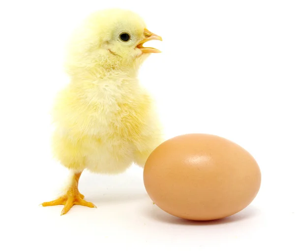 Poulet et œuf — Photo