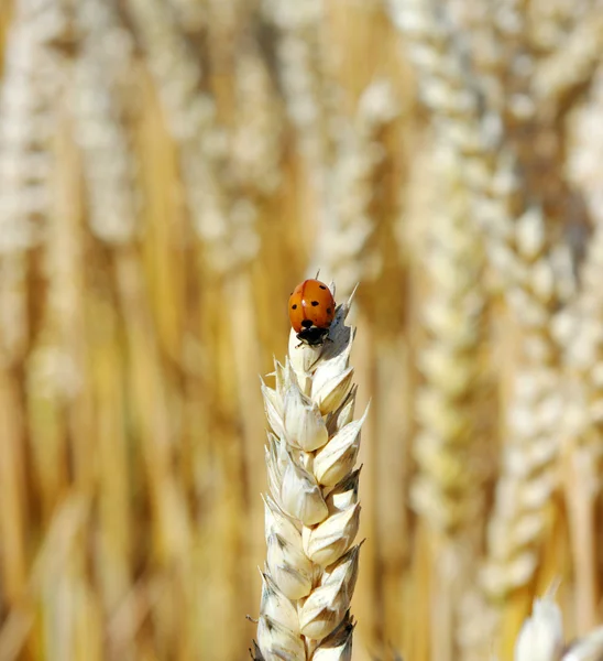 stock image Golden wheat