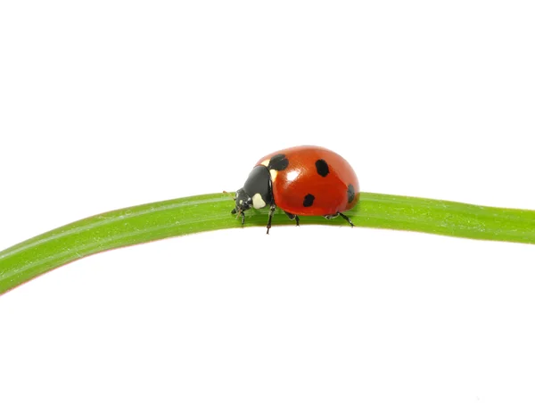 Ladybugs — Stock Photo, Image