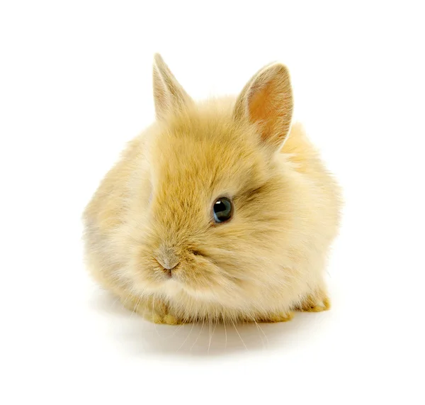 棕兔 — 图库照片