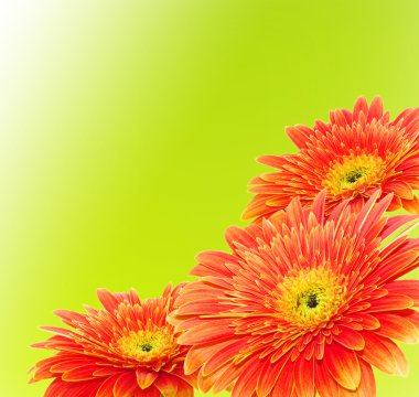 Turuncu gerbera çiçek