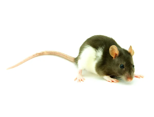 Rat op een wit — Stockfoto