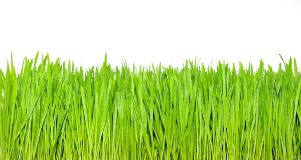 Grama verde — Fotografia de Stock