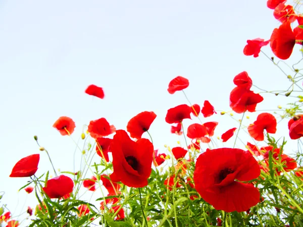 stock image Poppies