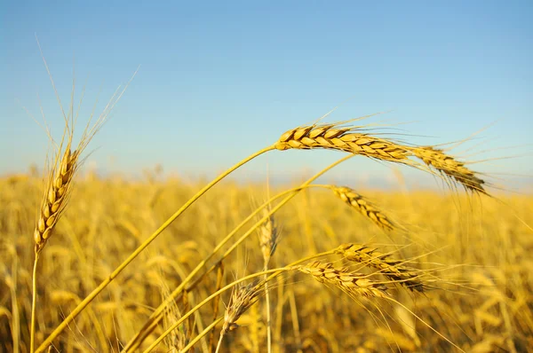Pšenice na obloze — Stock fotografie