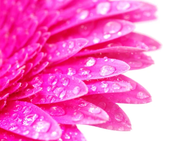 Gerbera flower Stock Image