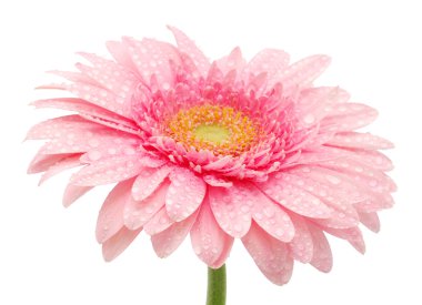 pembe gerbera