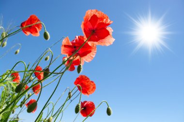 Poppies güneşli gün