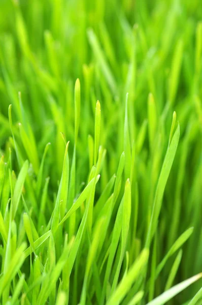 Hintergrund grüner Rasen — Stockfoto