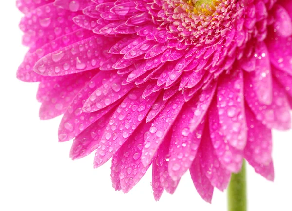 美丽的非洲菊 — 图库照片