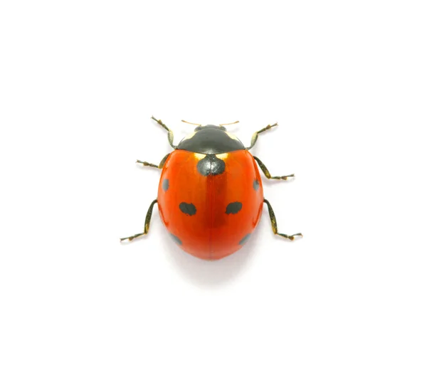 Stock image Ladybug