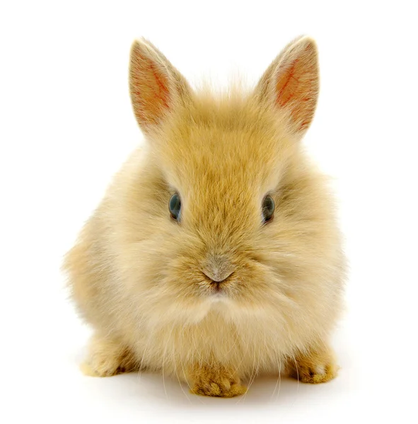 茶色ウサギ — ストック写真