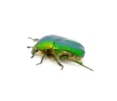 yeşil böcek