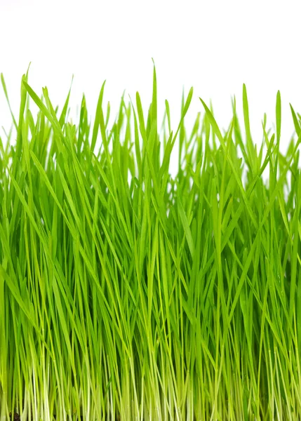 Grønt græs - Stock-foto