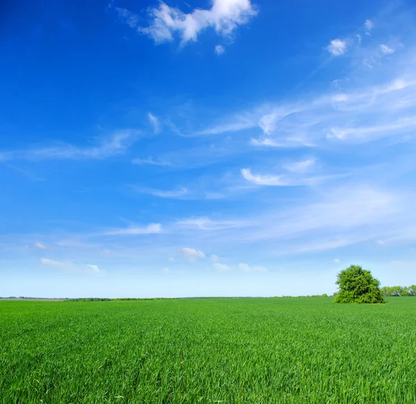 Field with tree — Stock Photo, Image