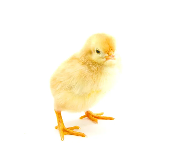 Kylling – stockfoto
