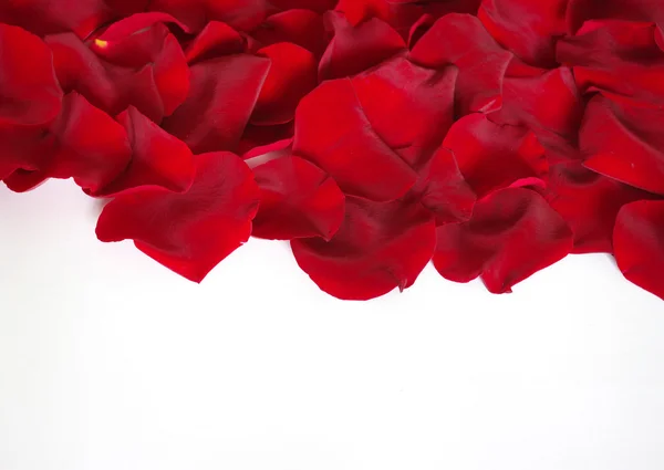 Kronblad av en ros — Stockfoto