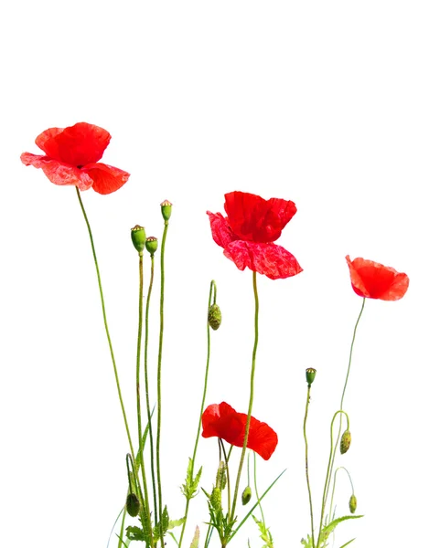 stock image Poppies isolated on white