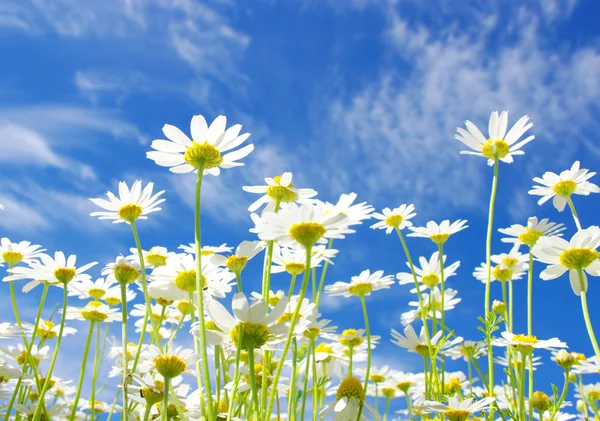 stock image White daisies