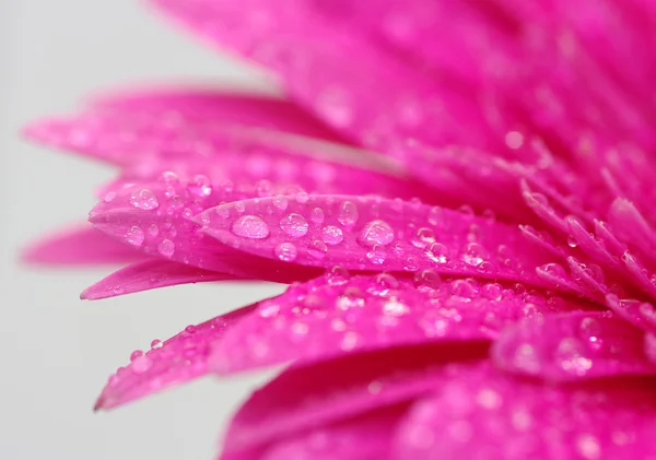Gerbera květina Stock Obrázky