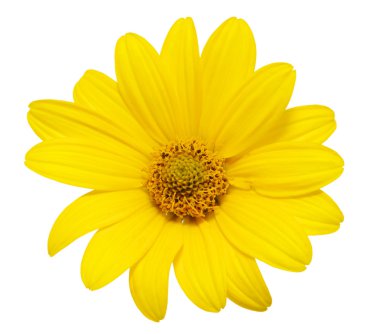 Sarı papatya çiçeği