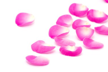 pembe gül yaprakları