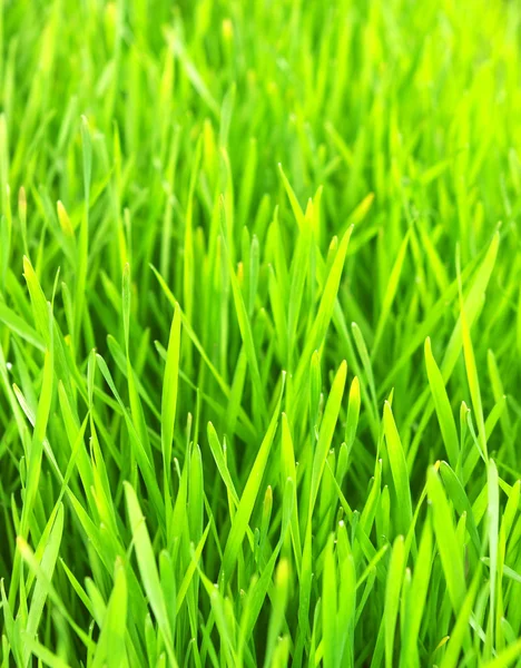 Hintergrund grüner Rasen — Stockfoto