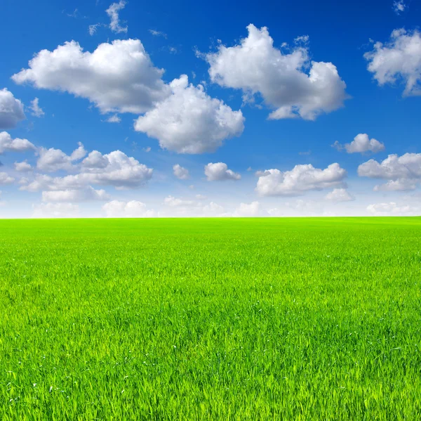 Grama verde e céu — Fotografia de Stock