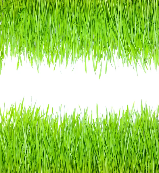 stock image Grass on white