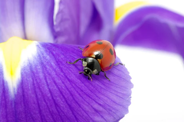 stock image Ladybug on a flower