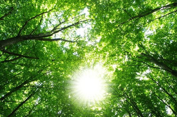 Las światło słoneczne — Zdjęcie stockowe
