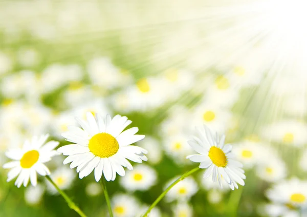 stock image White chamomiles