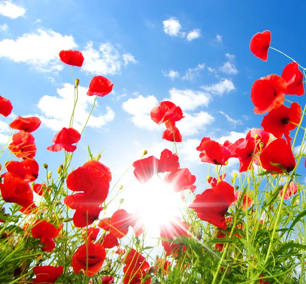 Poppies güneşli gün — Stok fotoğraf